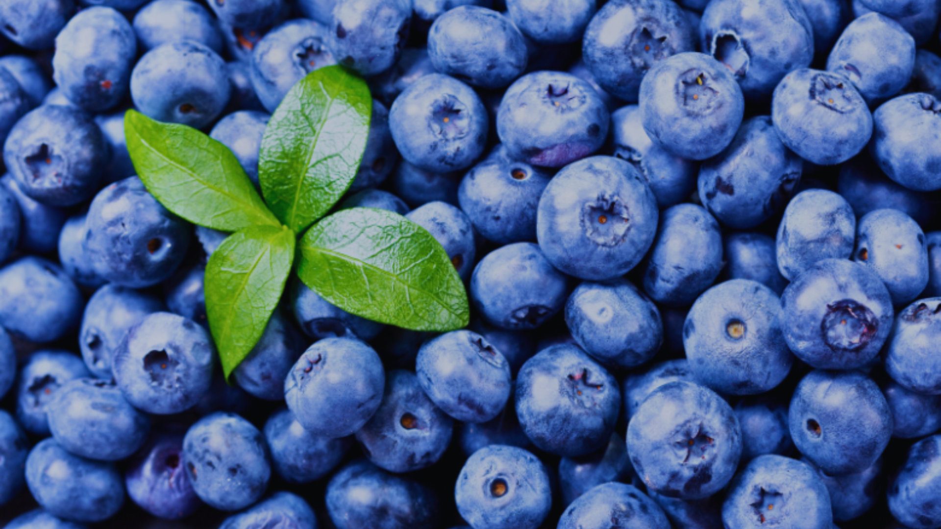 Contacta con Frutalia