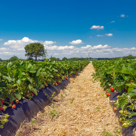 Visión a largo plazo